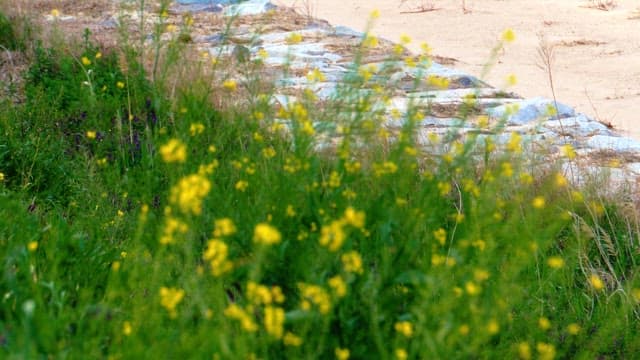 Yellow wildflowers swaying by a sandy path