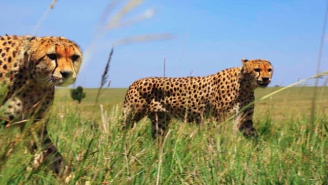 Cheetahs Roaming the Savanna Grasslands
