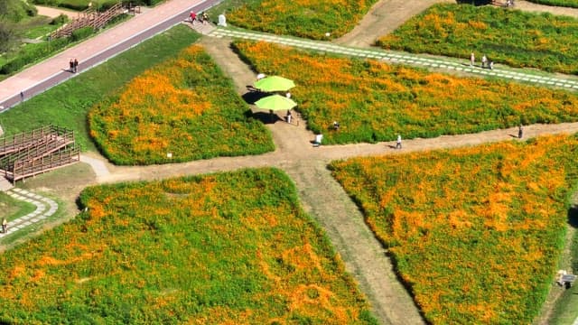 Vibrant flower field with walking paths