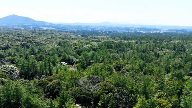 Vast forest landscape with distant mountains