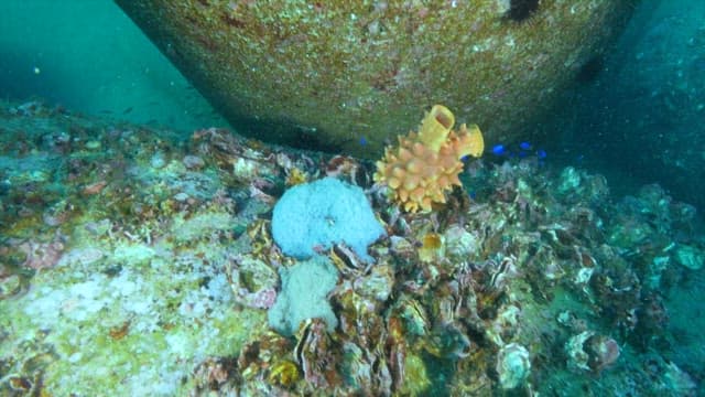Underwater Scene with Blue Fish and Shells on a Rocky Reef