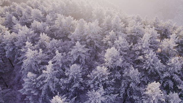 Snow-Covered Mountain in the Early Morning Light