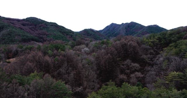Tranquil mountain range with dense forest with trees coverage