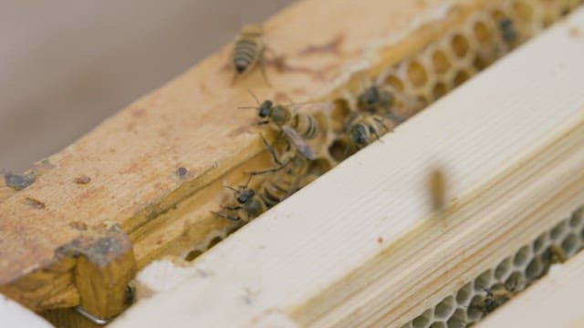 Bees Working on Wooden Hive Frames