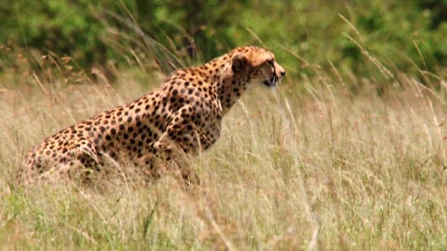 Grazing Antelopes in a Grassy Savanna