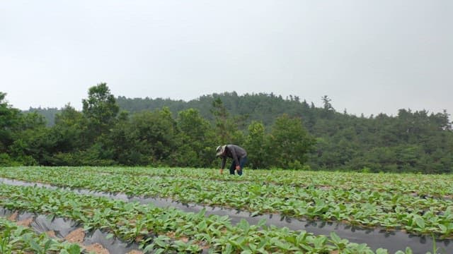 Farmer working in a lush green farm with mountains and trees in the background on a cloudy day