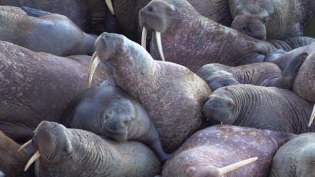 Huddle of Walruses Resting Together