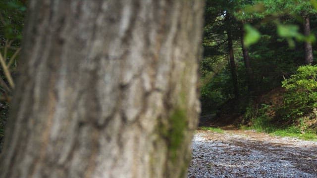 Serene Forest Path with Sunlit Clearing