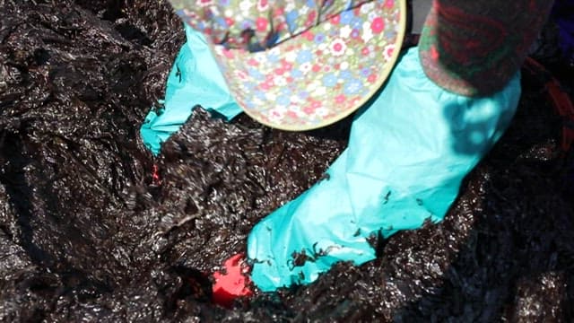 Person handling laver with gloves