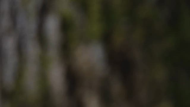 Serene Forest Path with Rocky Entrance