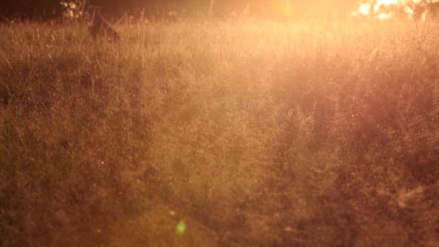 Golden Sunset Over a Serene Meadow