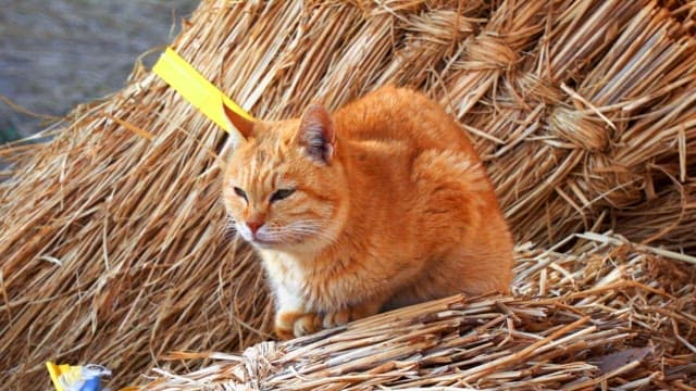 Ginger cat resting on a pile of straw