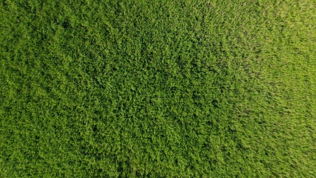 Lush Greenfield from Above