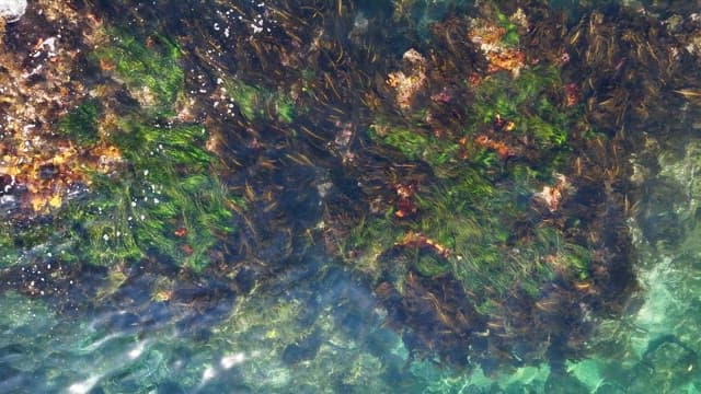 Clear ocean water with seaweed and rocks