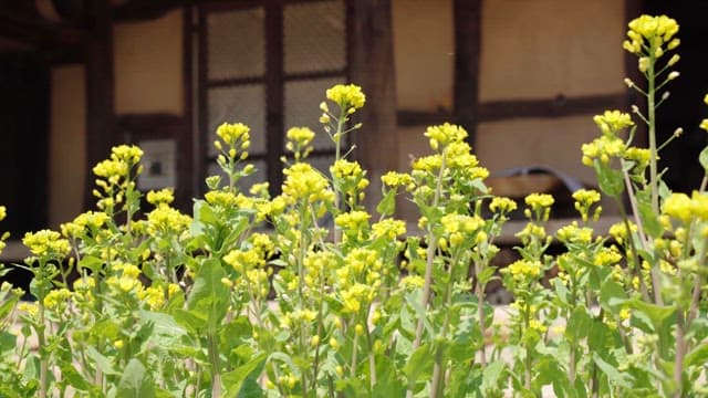 Yellow Canola Flowers Blooming Near Traditional Hanok