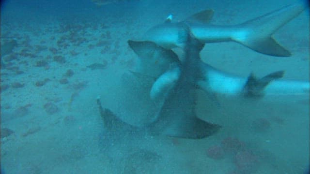 Shark attacked by a group