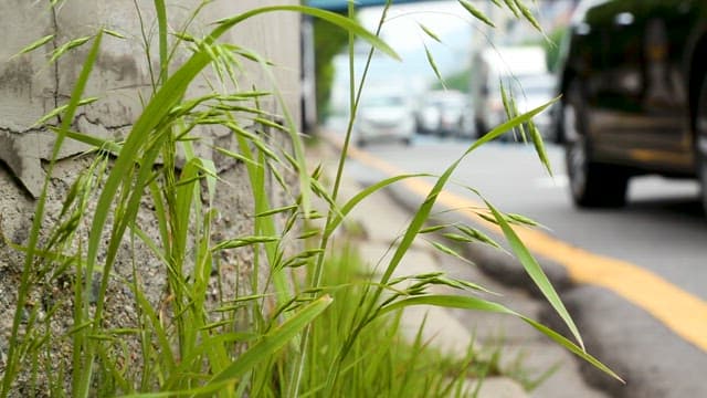 Grass by the Roadside in the City