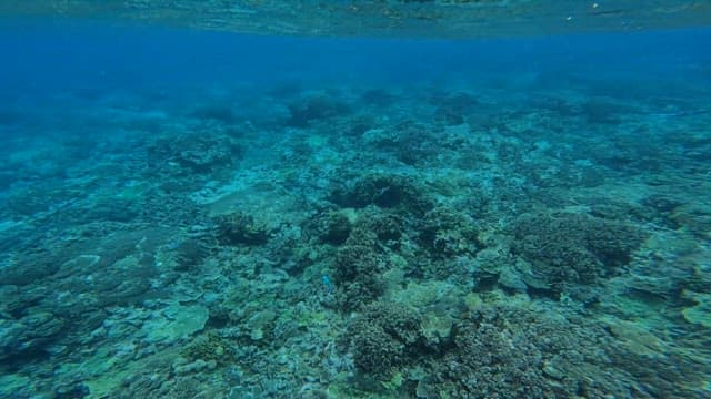 Underwater scene with coral reefs and fish