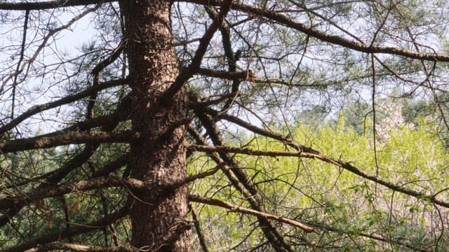 Sturdy pine tree with many branches in a quiet and bright forest