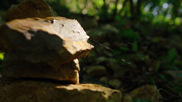 Sunlit rocks with intricate spider webs in a forest