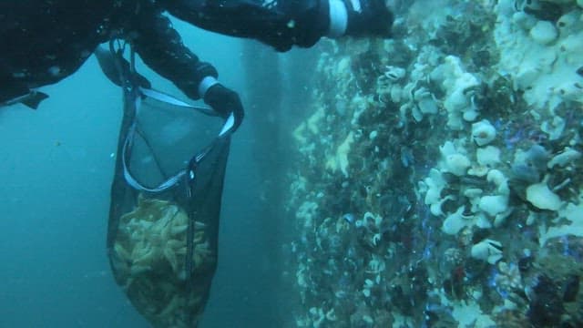 Diver collecting starfish and putting them in a net