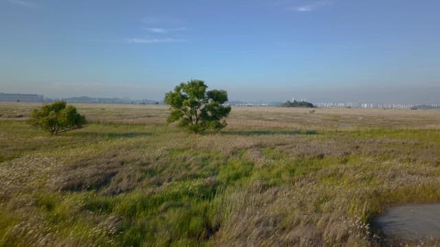 Vast field with a lone tree under a clear sky