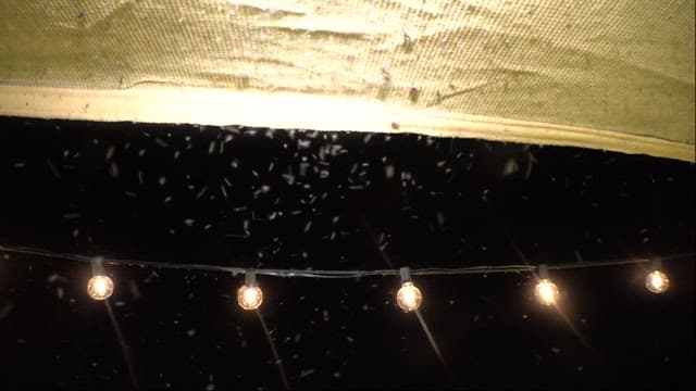 Insects Gathered on a Light Fixture