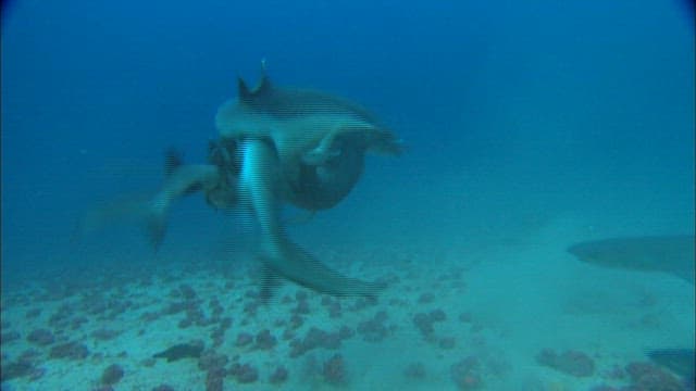 Shark attacked by a group