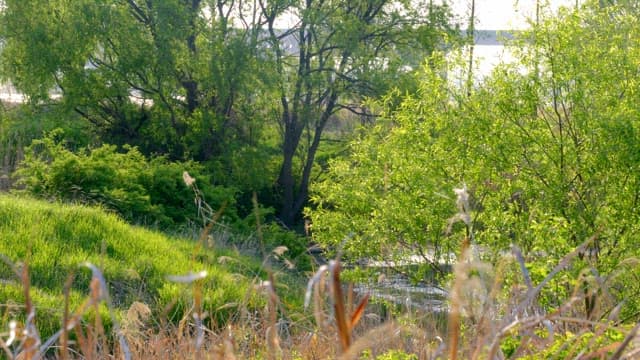 Lush green forest with sunlight