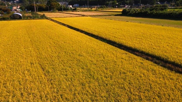 Golden rice fields, ripe and ready for harvest