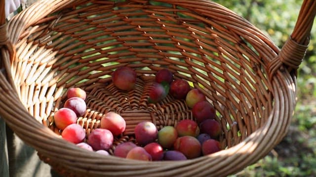 Fresh plums collected in a wicker basket