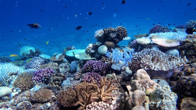 Colorful coral reefs with diverse fish