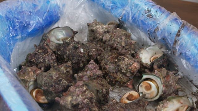 Fresh conches in a blue plastic container on ice