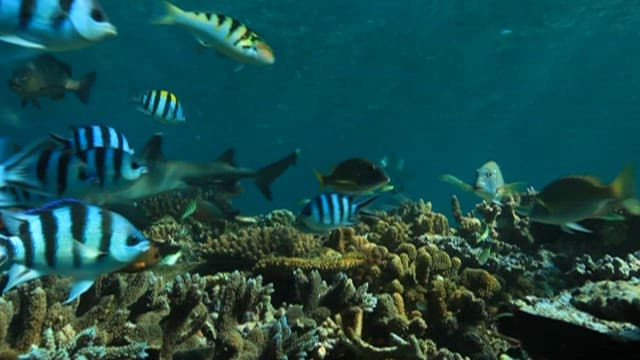 Underwater scene with diverse marine life