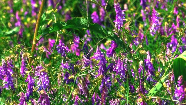 Bee flying over a field of purple wildflowers in full bloom on a sunny day