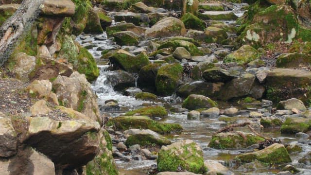 Forest stream flowing through mossy rocks in early spring