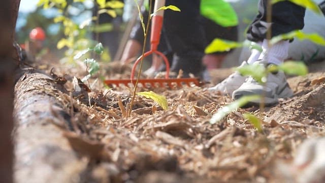 People planting a seedling in a forest area with care