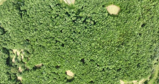 View of a lush forest and river