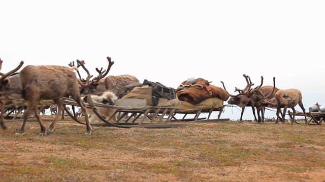 Reindeer pulling sleds across a field