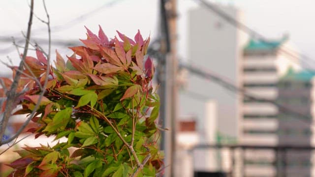 Autumn maple leaves swaying in the breeze