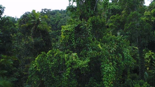 Dense forest with lush green trees