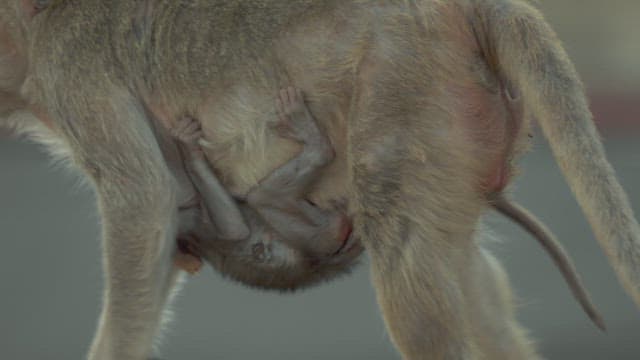 Baby Monkey Being Held by Its Mother