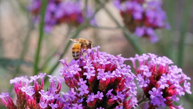 Bee sitting on a purple flower and sucking honey