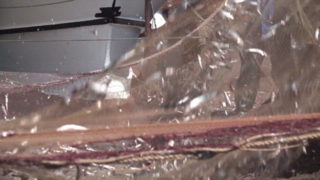 Fishermen sorting freshly caught fresh fish in their nets