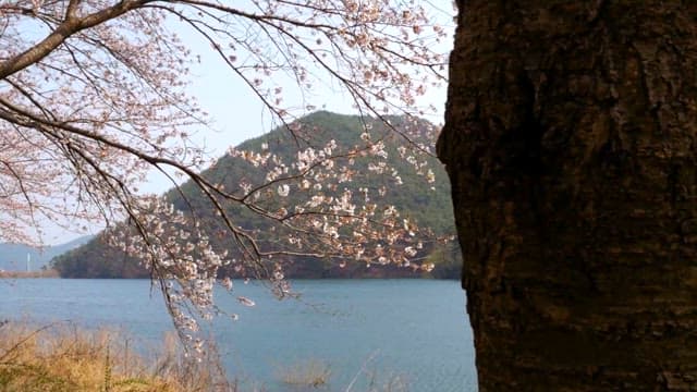 Cherry Blossoms by the Serene Lake
