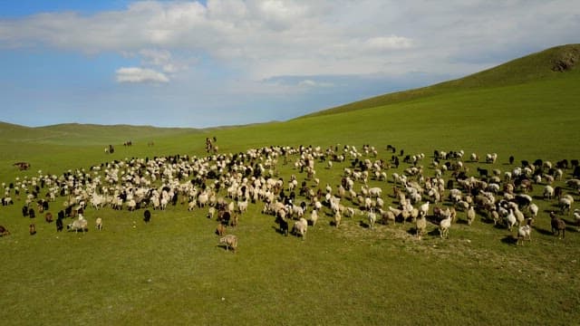 Herd of sheep and goats on a vast field