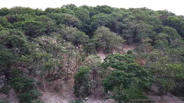 Birds nesting in lush green forest trees
