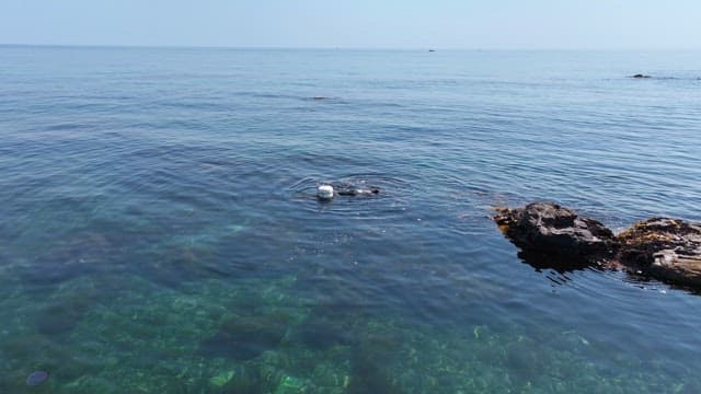 Diver exploring the clear ocean waters