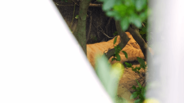 Cat resting under a bush