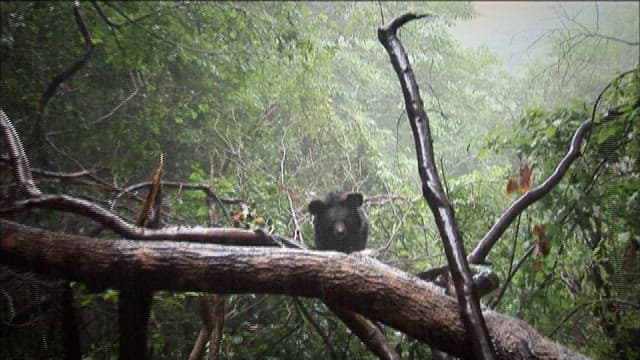 Bear in the forest on a rainy day
